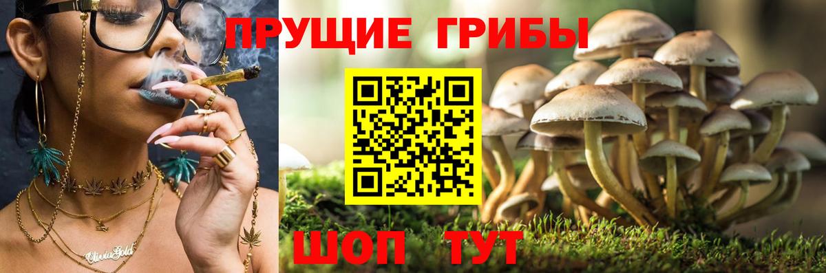 Углич  Псилоцибиновые грибы мицелий  Вход с VPN 